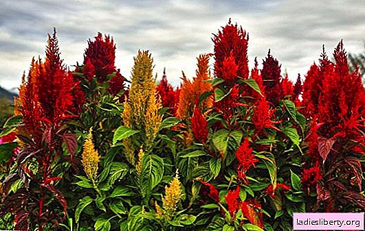 How to grow amaranth: sowing seeds for seedlings, the rules of transplanting into the garden. Features of amaranth care in the open ground