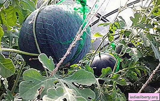 Como crescer uma melancia em uma estufa no país. Como preparar uma estufa, mudas, plantar uma melancia em uma estufa, os conceitos básicos de cuidados