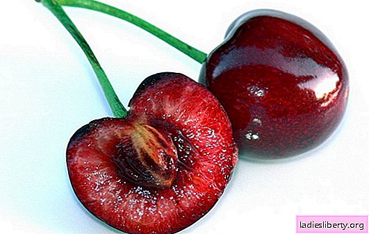 How to grow sweet cherry from a stone - is it difficult or simple? Rules for choosing planting material and care for seedlings