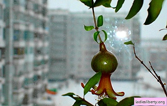 Sådan dyrkes granatæble fra frø derhjemme: trinvise anbefalinger. Har en granatæbleblomst vokset fra en stenblomst derhjemme
