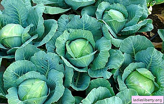 How to grow Rinda cabbage in a seedlingless way. Description of the variety, characteristics and characteristics of cultivation.
