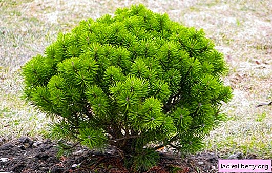How to grow a pine in a summer cottage: the main secrets. All about planting and caring for a pine tree: choosing a variety is the basis of success