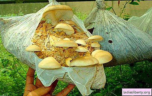 How to grow oyster mushrooms in bags: preparing the room and choosing a substrate. Oyster mushroom care at home