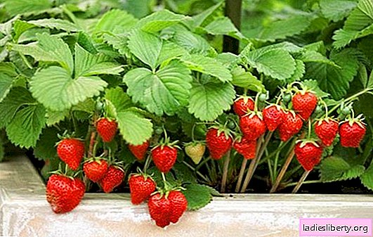 Comment identifier et prévenir les maladies du jardin de fraises. Ce qui blesse les fraises: les maladies les plus courantes