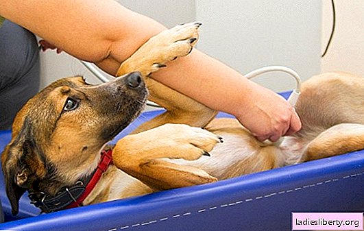 ما هو الفتق في الكلب؟ التشخيص والعلاج: الفتق الإربي والسري وبين الفقرات في الحيوانات الأليفة ذات الأرجل الأربعة