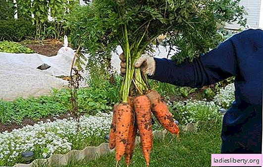 लंबी अवधि के भंडारण के लिए गाजर क्या उपयुक्त हैं: एक विवरण और फोटो के साथ किस्मों का चयन। विभिन्न क्षेत्रों के लिए गाजर की सबसे अच्छी किस्म कैसे चुनें