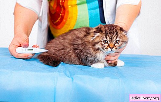 What is the normal temperature in cats and how to measure it? Causes of low and high temperature in kittens and adult cats