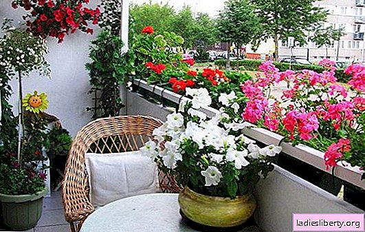 What plants to choose for a flower garden in an apartment and on a balcony