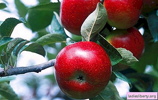 Hvilke varianter av epletrær passer for Ural: bilder, beskrivelse og egenskaper. Funksjoner av vinterherdige eplesorter i Ural