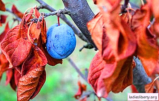 De quel soin les prunes ont-elles besoin à l'automne? Nous les nourrissons et les transformons. Comment préparer une prune pour l'hivernage: faut-il couvrir?