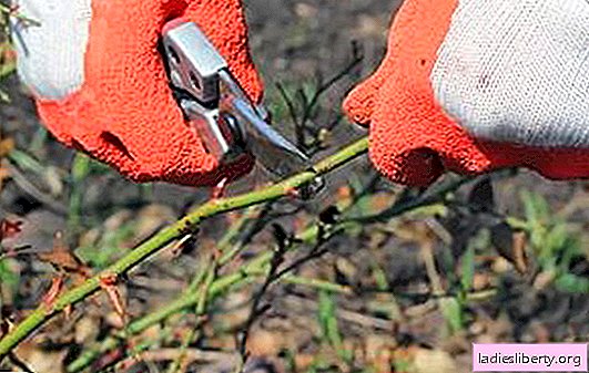 What kind of rose care is needed after winter? All the secrets of proper care of rose bushes after winter frosts