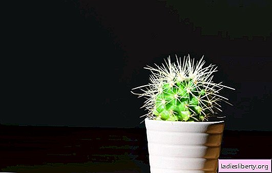 Cactus en la casa: signos y supersticiones, derrame energético. ¿Es útil mantener los cactus en la casa donde están mejor ubicados?
