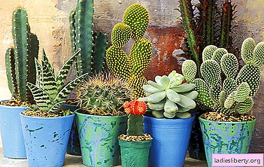 Cacti ที่บ้าน (ภาพถ่าย) - ความหลากหลายและคุณสมบัติของการเพาะปลูก เงื่อนไขที่เหมาะสมและการดูแลกระบองเพชรที่บ้าน