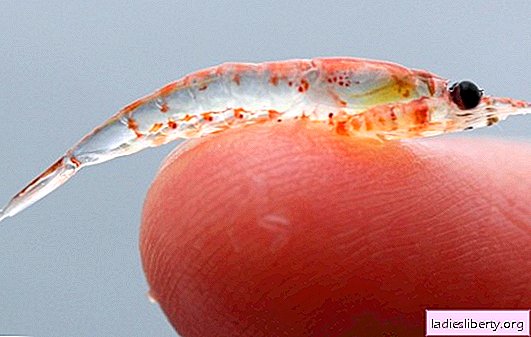 Minyak krill apa yang boleh memberi manfaat dan apa yang istimewa tentangnya. Bolehkah ada bahaya dari minyak krill, mengapa lebih baik daripada minyak ikan?