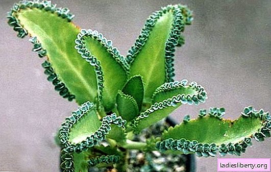 Kalanchoe: home care, the basics. What does the flower-healer Kalanchoe prefer when caring for him at home