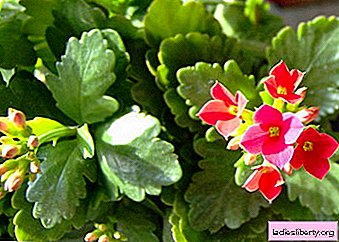 Kalanchoe - species, cultivation, care, transplantation and reproduction