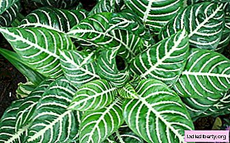 Calathea - species, cultivation, care, transplantation and reproduction