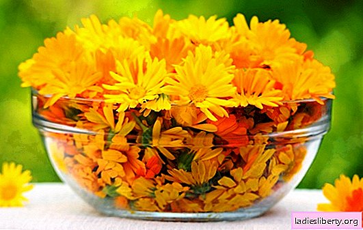 Calendula (marigolds): sifat berfaedah tumbuhan. Calendula menggunakan pilihan, resipi dan kontraindikasi
