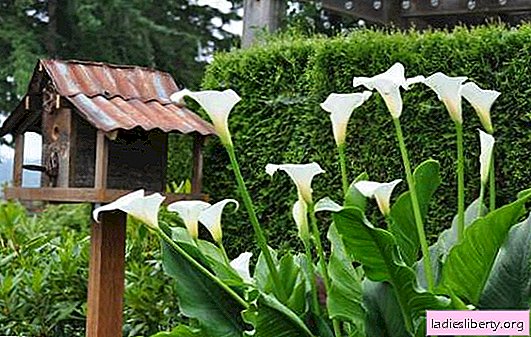 Jardin Callas: plantation et entretien en pleine terre. Forcer des lis calla à la maison, soins des fleurs, vinaigrette