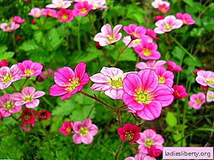 Saxifrage - medicinal properties and applications in medicine