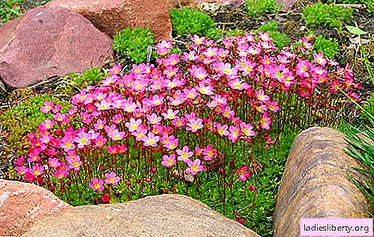 Saxifrage: penjagaan, pembiakan dan spesies. Bagaimana untuk mengembangkan bunga yang sihat dan mencapai saxifrage yang mekar