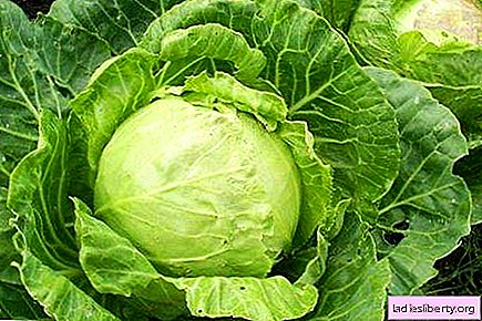 Cabbage and leafy vegetables are good for bones