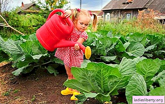 Cabbage the best varieties for Moscow region - characteristics of varieties. Which variety will give a rich harvest of cabbage in the suburbs