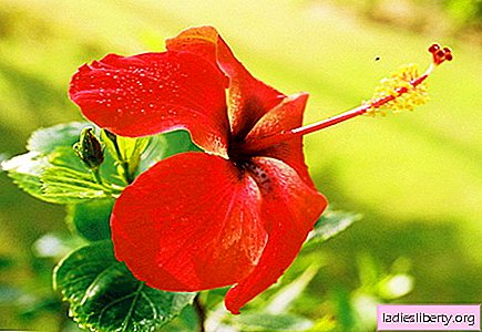 Hibiscus - medicinal properties and applications in medicine
