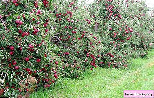 Manzanos enanos: variedades, ventajas y desventajas. Plantar manzanos enanos, reproducción y cuidado, enfermedades de los manzanos enanos