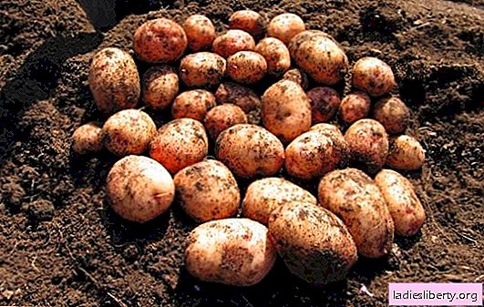 Pomme de terre "Aurora": une description de la variété, des avantages et des inconvénients. Comment obtenir un rendement élevé de pommes de terre Aurora