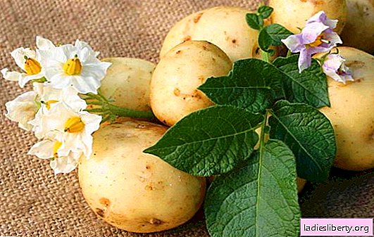 Patata: propiedades beneficiosas de las verduras con almidón. ¿Qué propiedades tiene la papa? ¿Qué daño hace?