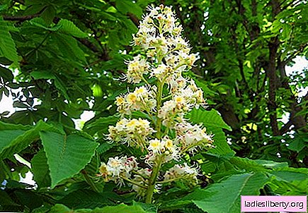 Chestnut - medicinal properties and applications in medicine
