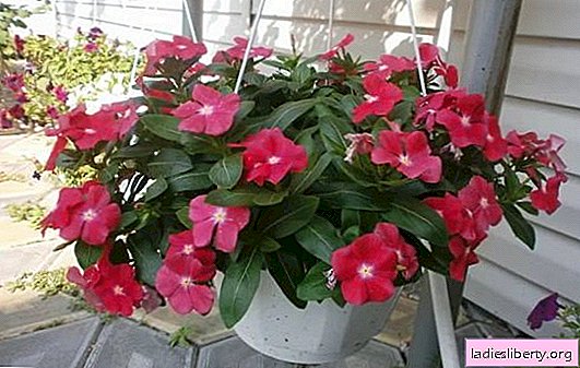 Katarantus iškrovimas ir priežiūra namuose. Catharanthus dauginimo būdai, augalo sodinimas gėlių lovoje ir kambario sąlygomis