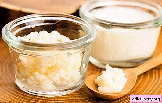 Is kefir mushroom a gift from Tibet to the whole world or a useless thing? The benefits and harms of homemade kefir made with the help of a mushroom