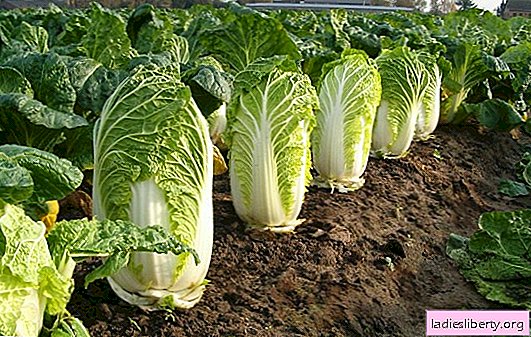 Chinese cabbage is famous for its great benefits to humans, but there is a little harm in it.