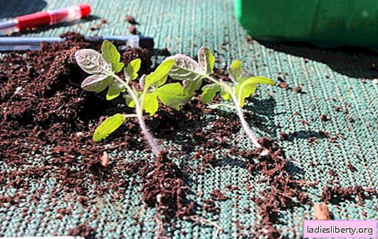La façon chinoise de faire pousser des tomates hautes. Comment semer des graines et jeter un coup d'oeil aux plants de plants de tomates à la chinoise