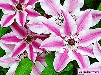 Clematis - growing, care, transplant and reproduction