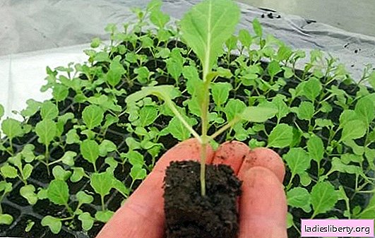 When to plant broccoli seedlings? Planting methods and rules for growing seedlings of broccoli cabbage at home