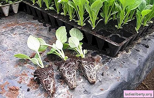 Bilakah untuk menyemai benih kubis putih untuk benih? Menanam kubis putih untuk benih: masa dan cara menyemai