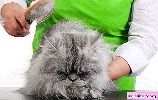 Cat worms: reasons for how to get rid of them. Prevention of the appearance of mats in cats with long hair