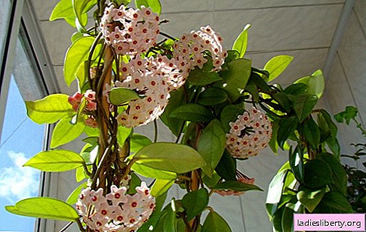 Indoor Hoya: the best varieties, tips on planting and care. Features of transplanting and propagating the best varieties of hoya