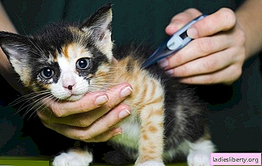 To control the temperature of a kitten is necessary for healthy growth. What to do if the kitten’s temperature is elevated?