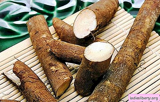 Burdock root: useful properties of burdock, use in alternative medicine. Burdock root: contraindications