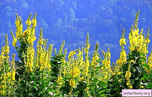 Mullein from hemorrhoids, seborrhea, boils and not only - all kinds of indications. Mullein folk remedies: recipes for tinctures, ointments and other means