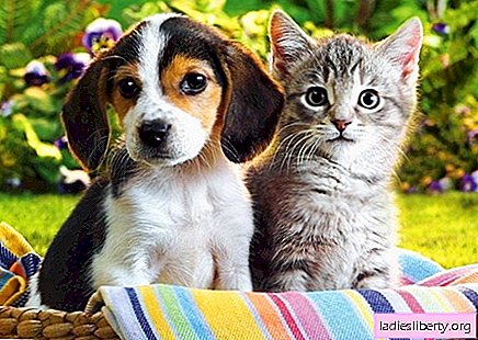 Katten tegen honden: wie is slimmer?