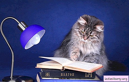 Kucing lebih pintar daripada hewan lain - ini dibuktikan oleh para ilmuwan Jepang. Memori yang baik adalah pertanda pikiran kucing.