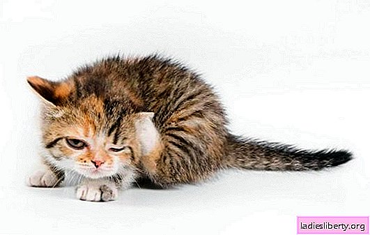 Un gatito se rasca las orejas: causas y métodos de tratamiento. Lo que puede estar relacionado con el hecho de que el gatito se rasca las orejas, sacude la cabeza y se ve enfermo