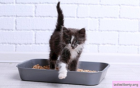 The kitten does not go to the tray - what should I do? The reasons why the kitten does not want to go to the tray, and how to eliminate them