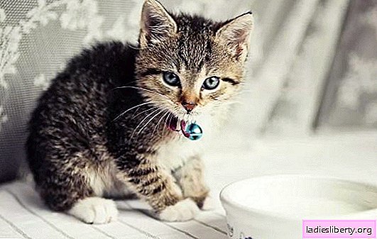 Un chaton ne boit pas d'eau: pourquoi cela se produit-il? Le chaton ne boit pas d'eau: que faire, comment s'entraîner correctement?