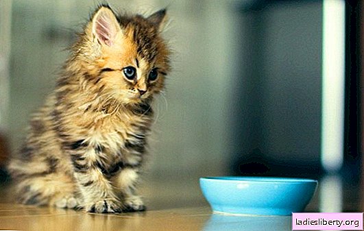 Un chaton mange mal: pourquoi, que faire, vaut-il la peine de s'inquiéter? Pourquoi un petit chaton a soudainement commencé à mal manger